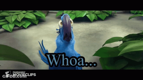 Blue Parrot Saying Whoa GIF
