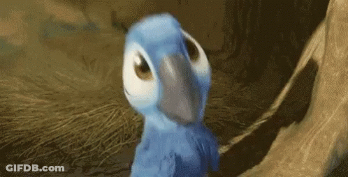 Blue Parrot With White Beak GIF