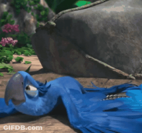 Blue Parrot With Wings Spread Sitting On Ground GIF
