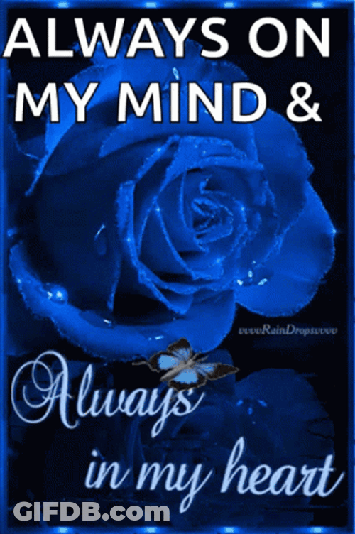 Blue Rose Always In My Heart GIF