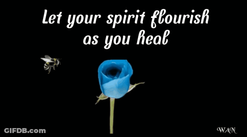 Blue Rose Let Your Spirit Flourish As You Heal Get Well Soon GIF