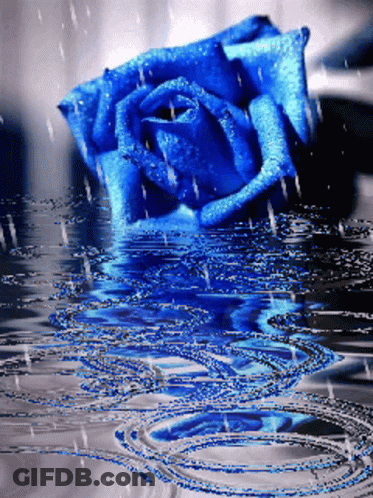 Blue Rose Reflected In Rain Water GIF