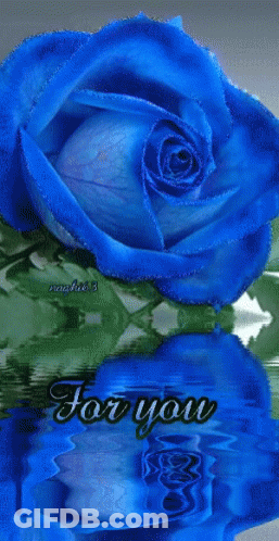 Blue Rose Reflected In Water Saying For You GIF