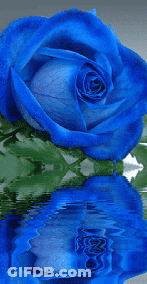 Blue Rose Water Reflection GIF