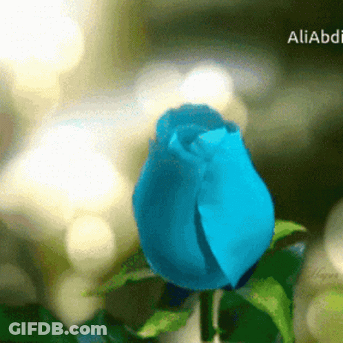 Blue Rose With Blurred Background Aliabadi GIF