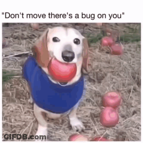 Blue Shirt Dog Holding Red Ball In Mouth GIF