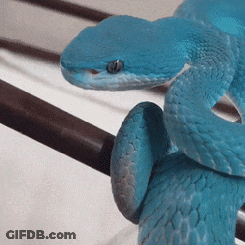 Blue Snake Laying On Railing GIF