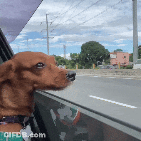 Blue Stuffed Animal Saying I Get It GIF