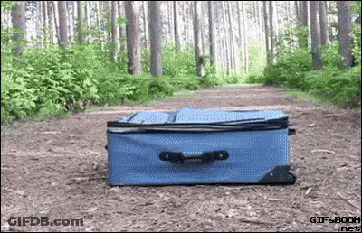 Blue Suitcase Lying In Woods GIF