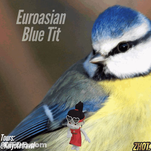 Blue Tit Saying Eurasian Blue Tit GIF