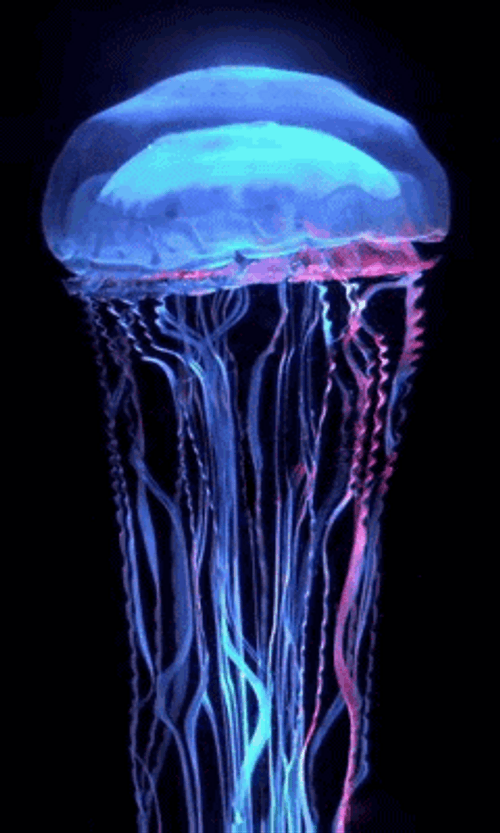 Blue Transparent Jellyfish GIF