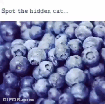 Blueberries With Spot The Hidden Cat GIF