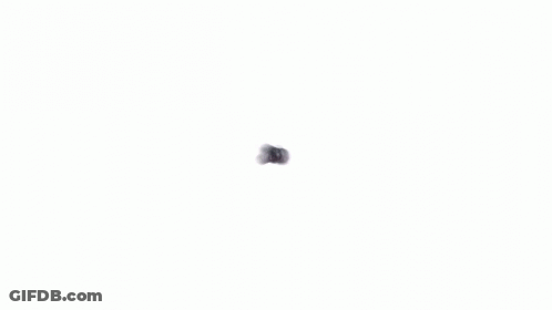 Blueberries With The Blueberry Farm GIF
