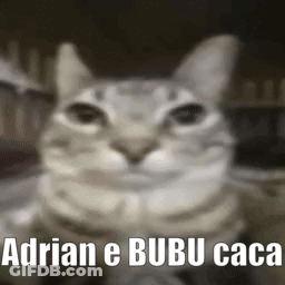 Blurred Cat Adrian E Bubu Caca GIF
