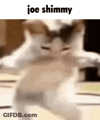 Blurred Cat Joe Shimmy GIF