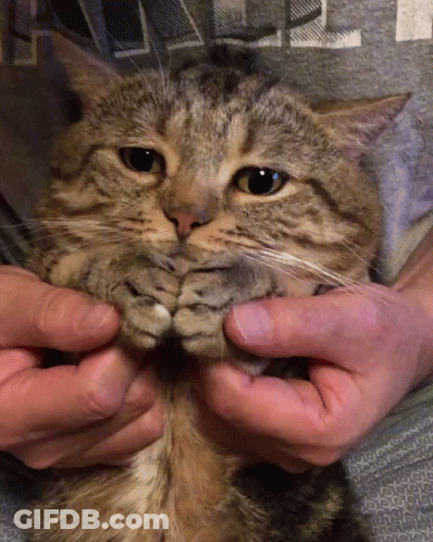 Blurred Cat Off The Goop Im Trippin GIF