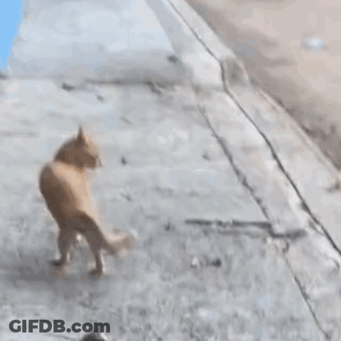 Blurred Cat Walking On Wood GIF