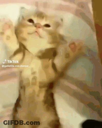 Blurred Cat With TikTok Account GIF