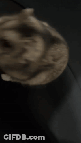 Blurred Dog Face GIF