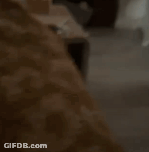 Blurred Dog In Room GIF