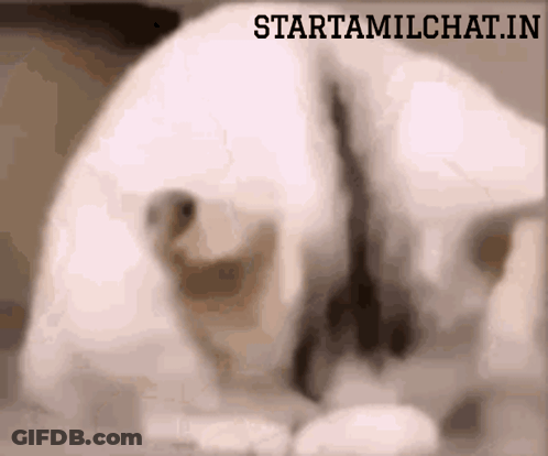 Blurred Dog With Starttamilchat.in GIF