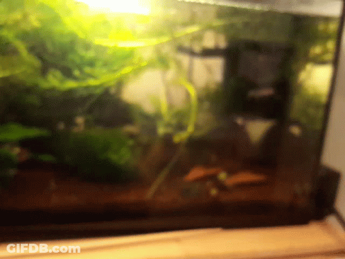 Blurred Fish Tank With Plants GIF