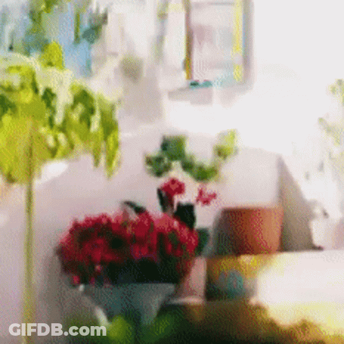 Blurred Flowers And Potted Plants GIF