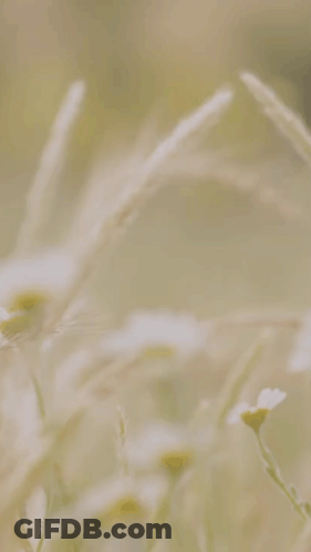 Blurred Flowers Saying My Pleasure GIF