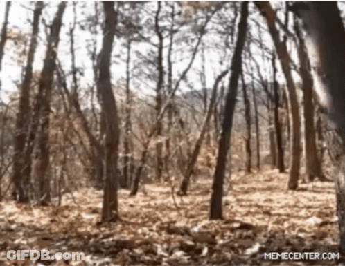 Blurred Forest Memecenter Link GIF