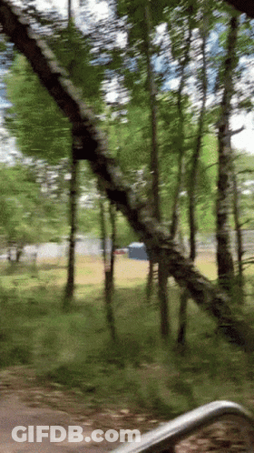 Blurred Forest With Fallen Branch GIF