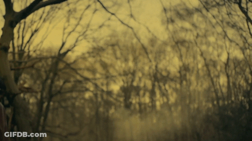 Blurred Forest With Leafless Trees GIF