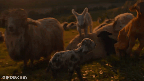 Blurred Group Of Animals In A Field GIF