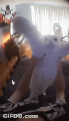Blurred Person Holding Stuffed Animal Hand Pointing GIF