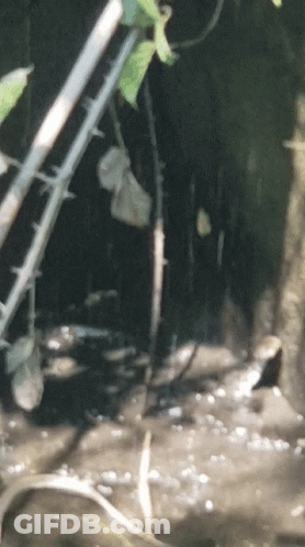 Blurred Plant With Thorns Hanging GIF