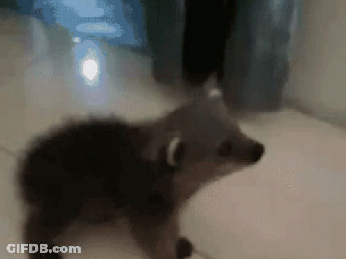 Blurred Raccoon Standing On Tiled Floor GIF