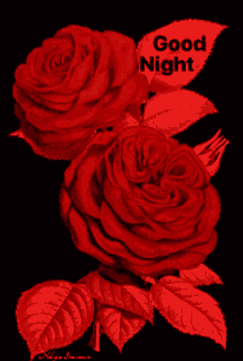 Blurring Red Roses With Leaves Good Night GIF