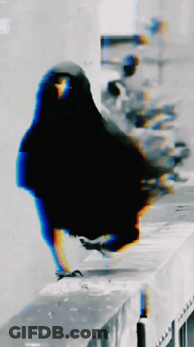 Blurry Black Bird Standing On Railing GIF