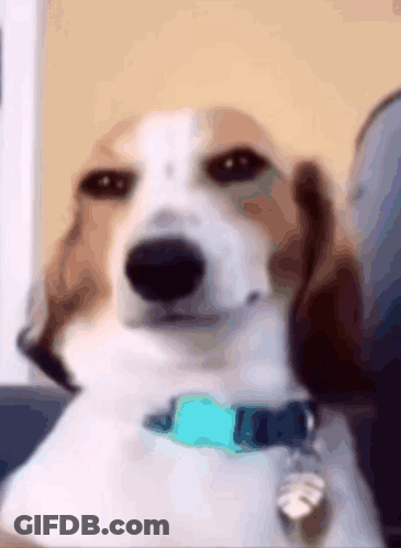 Blurry Brown And White Dog With Blue Tag GIF