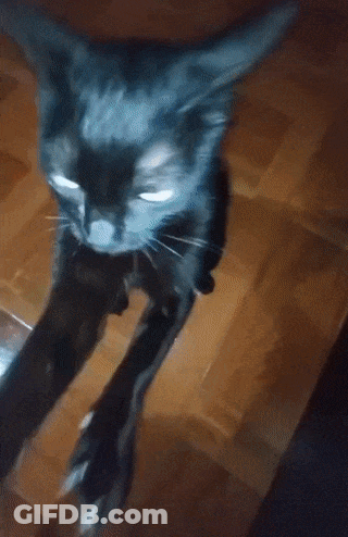 Blurry Cat Face Blue Background GIF