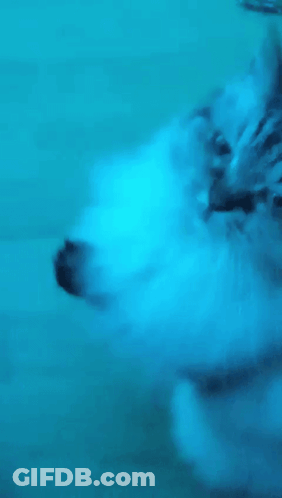 Blurry Cat Face In Blue Light GIF