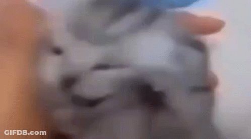 Blurry Cat Face With Blue Background GIF