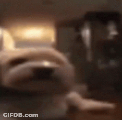 Blurry Cat Sitting On Table GIF