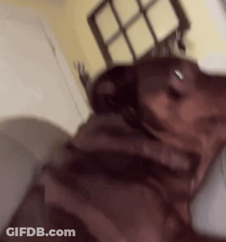 Blurry Dog Laying On Bed GIF