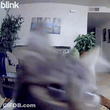 Blurry Living Room With Word Blink GIF