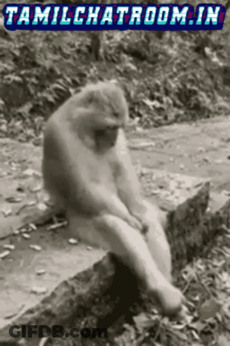 Blurry Monkey No Respondas Entonces GIF