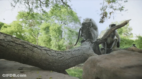 Blurry Monkey Saying But I Don't Want To Go To Bed GIF