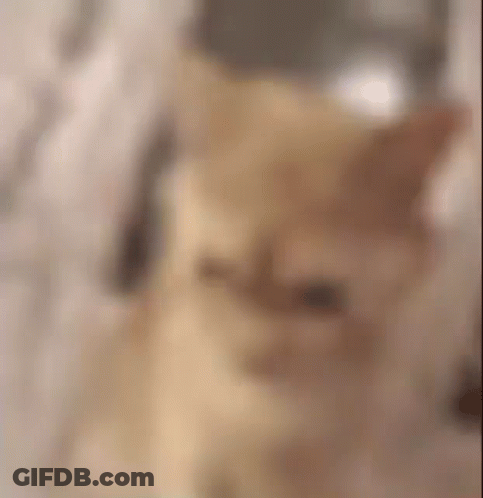 Blurry Person Standing On Wooden Floor GIF