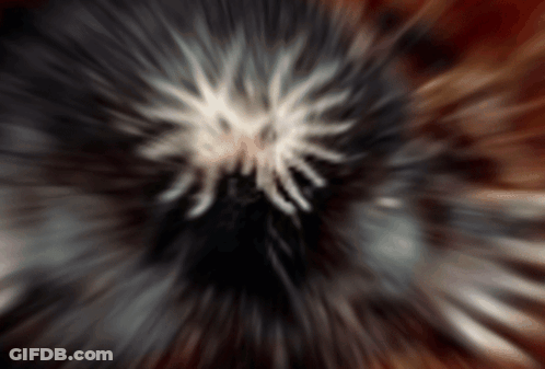 Blurry Spider Head GIF