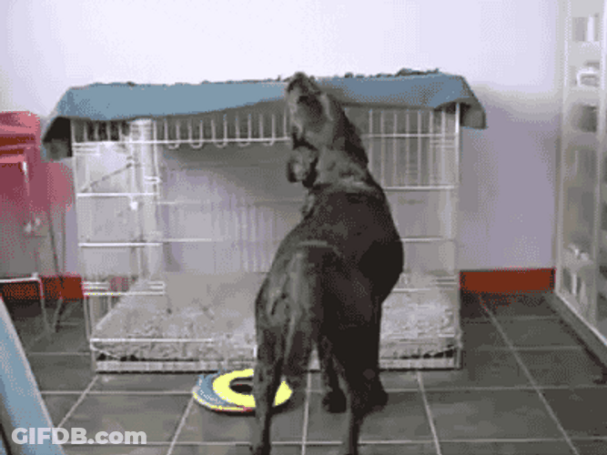 Boa Noite Good Boy Doggie GIF