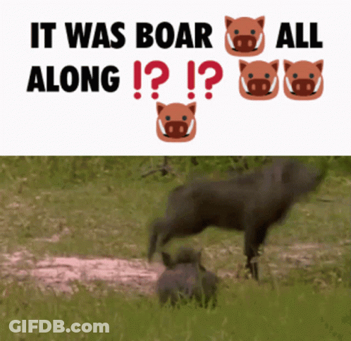 Boar Boars GIF
